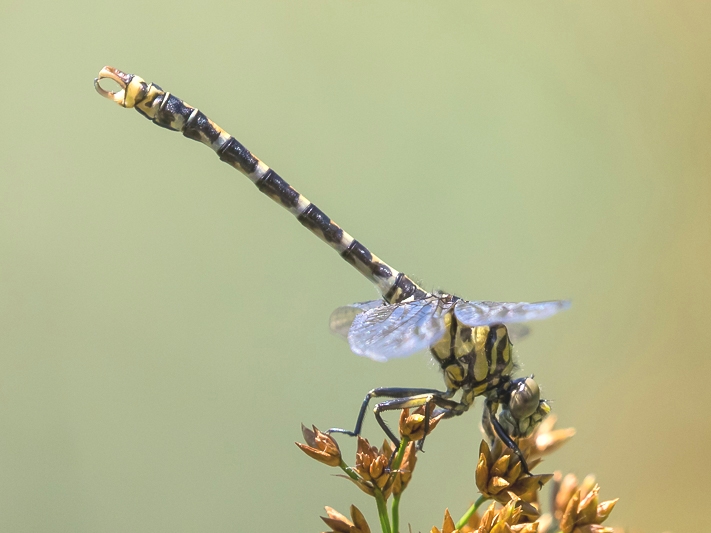 O. f. forcipatus male, Croatia-1604.jpg